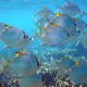Image for article titled What do schools of fish and the Tour de France have in common?